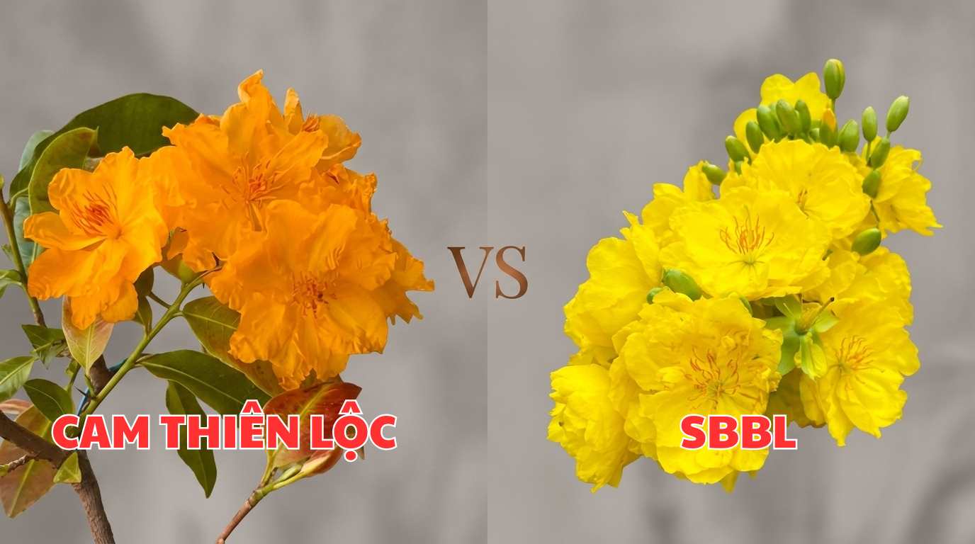 cam-thien-loc-sbbl1-banner