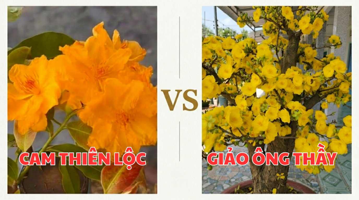 cam-thien-loc-voi-giao-ong-thay