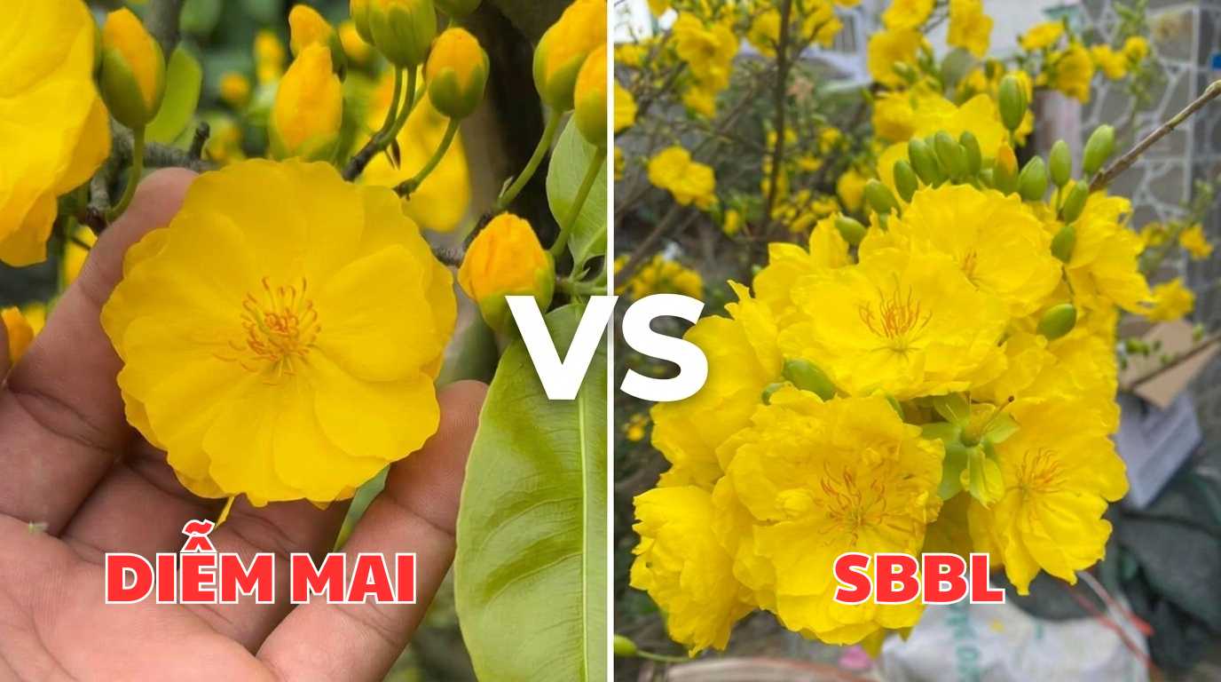 diem-mai-vs-sbbl
