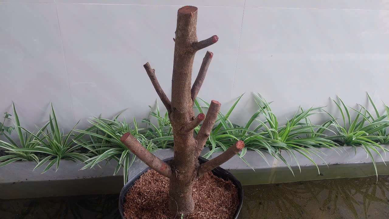 mai-khong-ra-dot-1