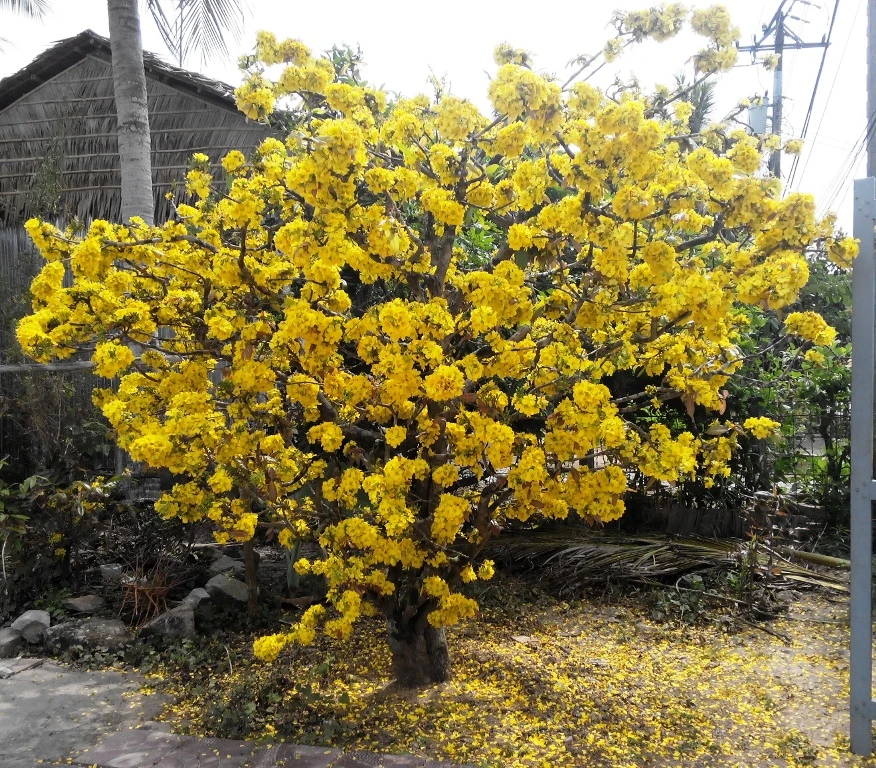 kich-nu-mai-vang