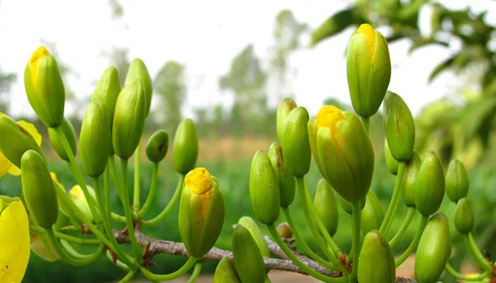 kich-nu-mai-vang