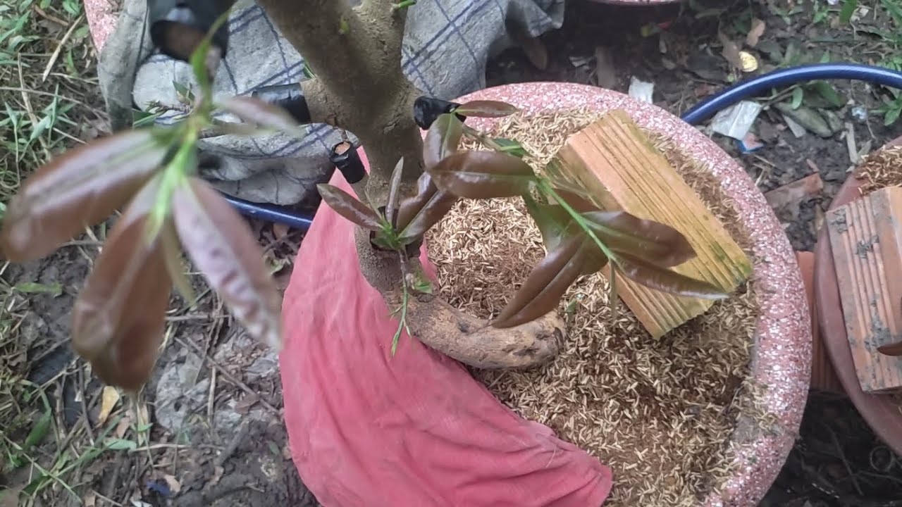 mai-ghep-mua-mua-co-duoc-khong