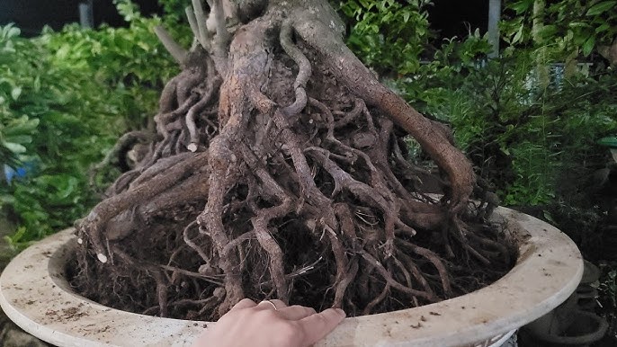 mai-khong-ra-re