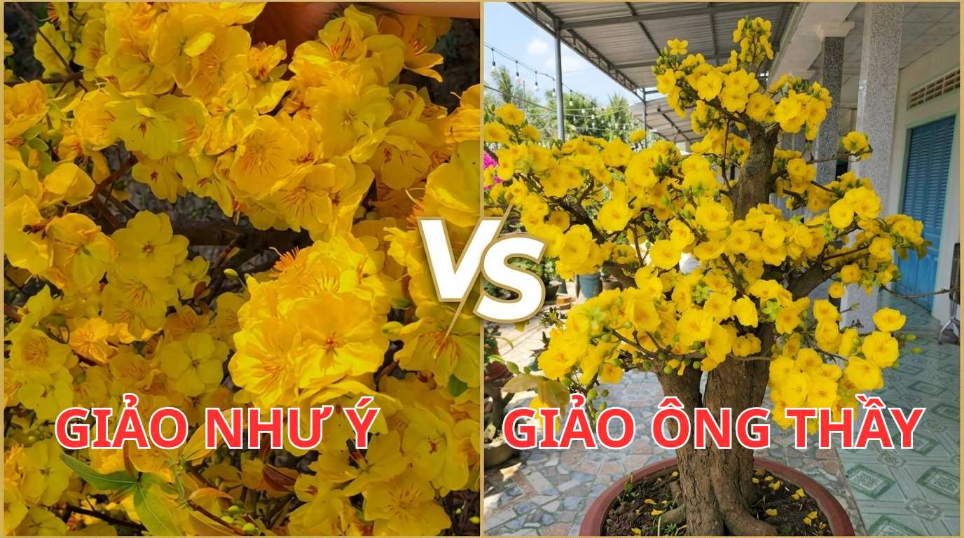 nhu-y-vs-ong-thay