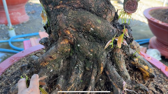 kich-re-phoi-mai-vang