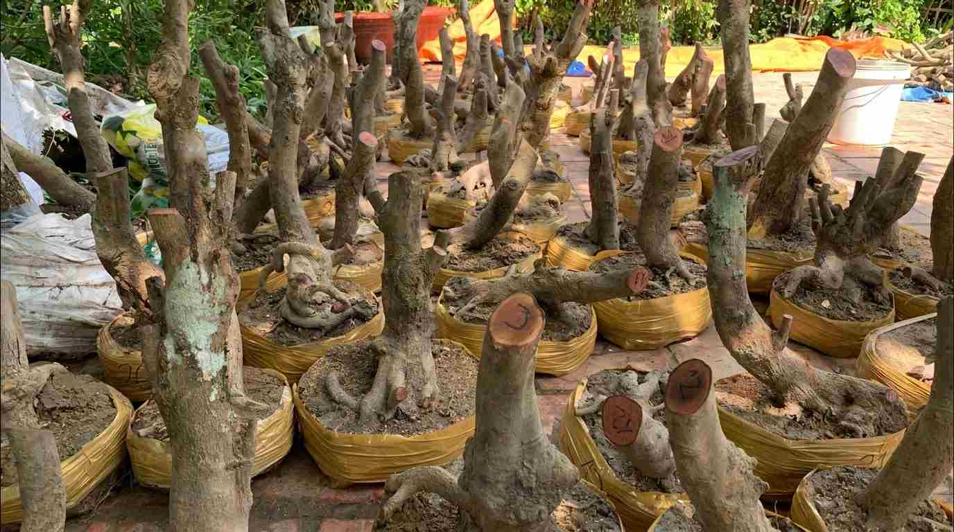 phoi-mai-vang-anh2
