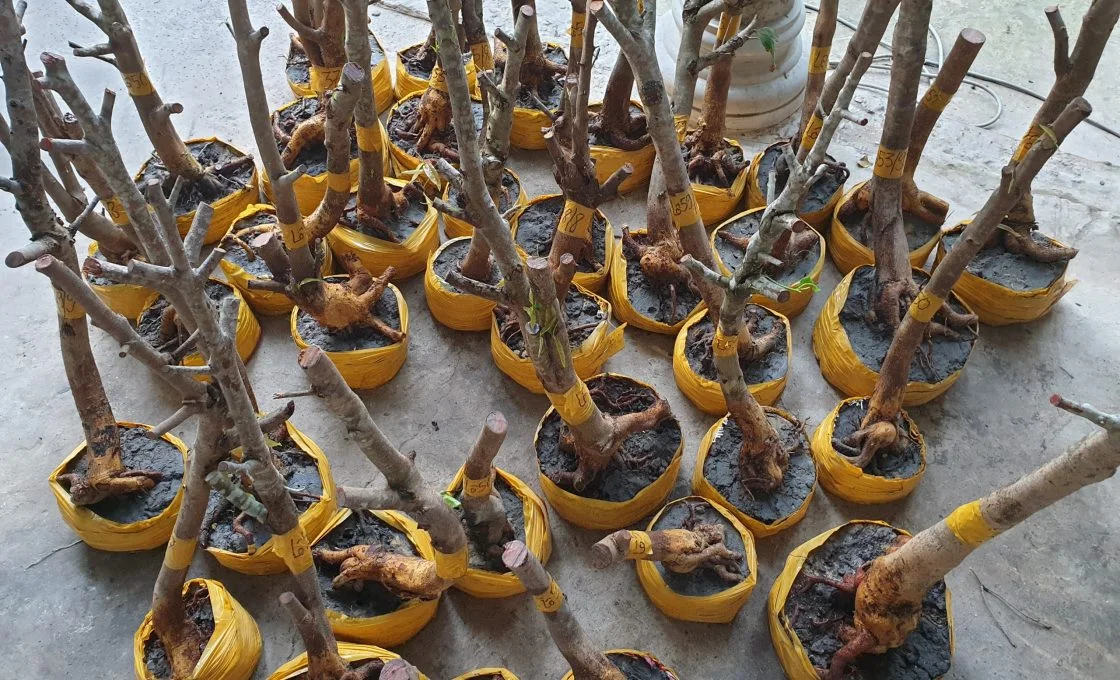 phoi-mai-vang-mien-nam