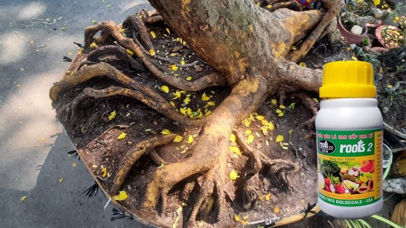 root2