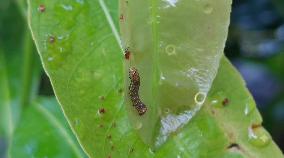 Nhận Biết Sâu Ăn Lá Mai