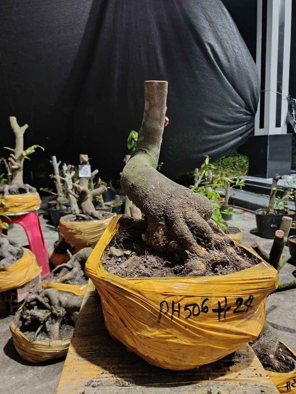 PH 506 - HOÀNH 24