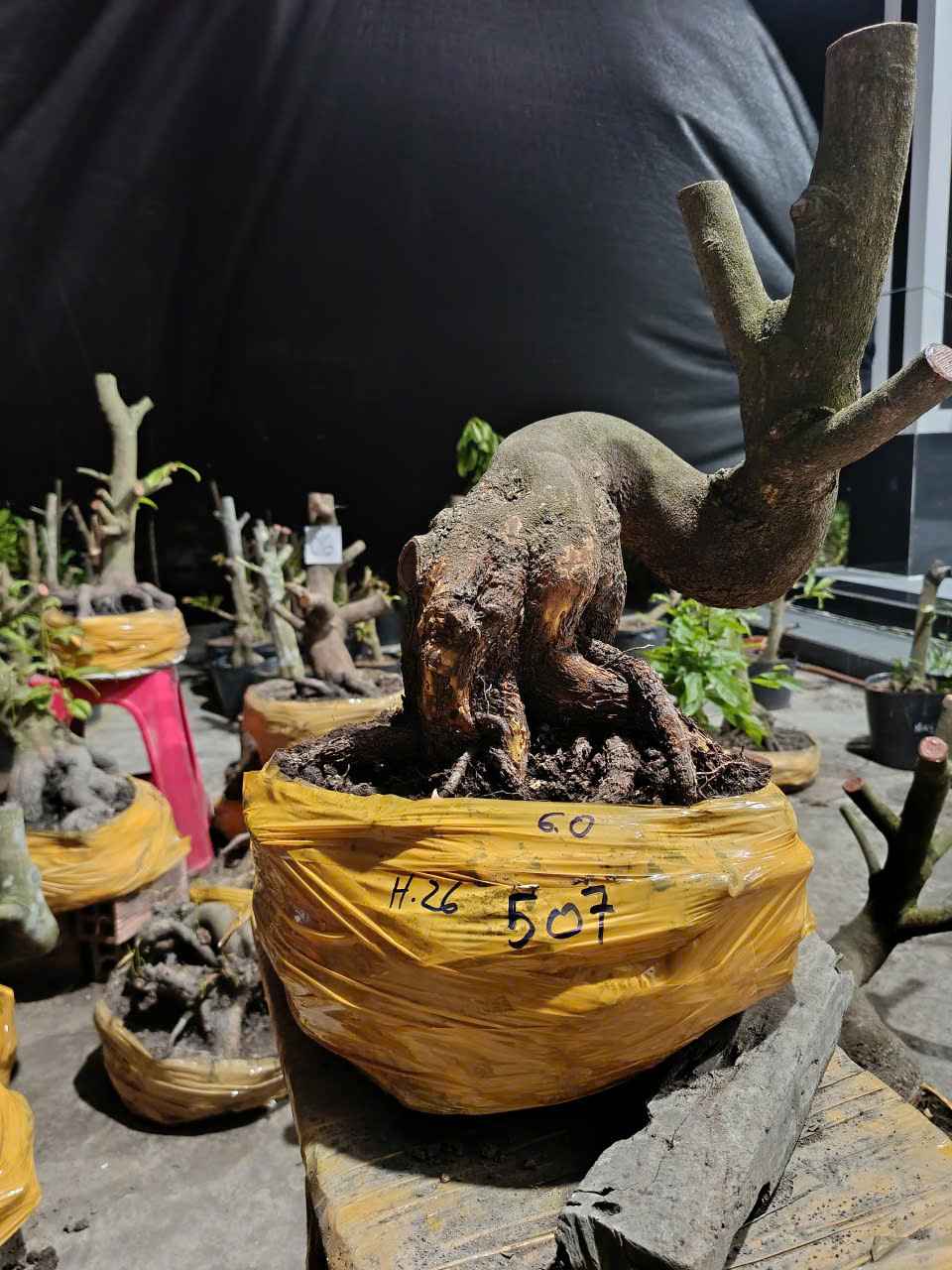 PH 507 - HOÀNH 26