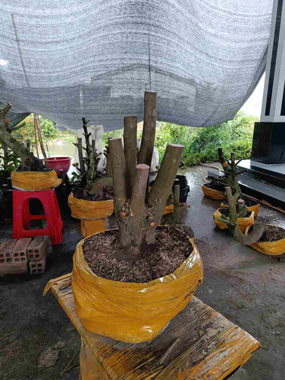 PH 508 HOÀNH 27