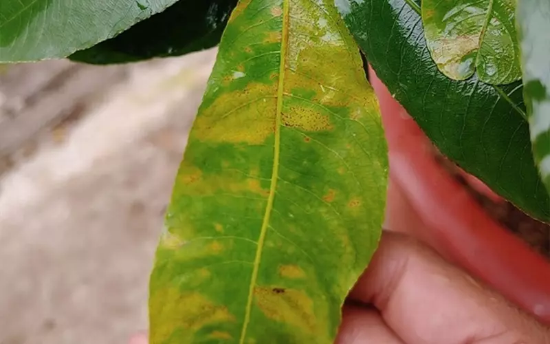 Bệnh thán thư trên mai vàng