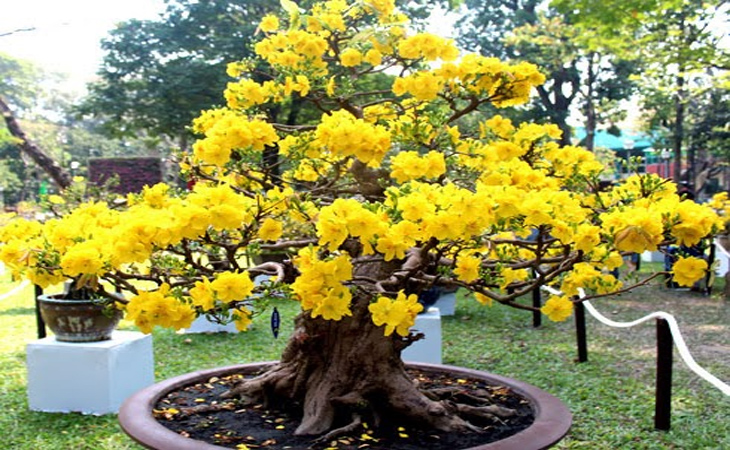 cach-cham-soc-cay-mai-sau-tet