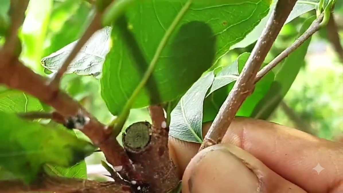 Rệp Sáp Dấu Hiệu Nhận Biết Và Cách Chữa Trị