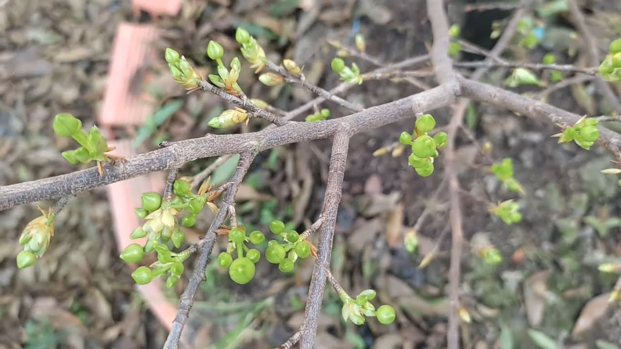 Sâu Ăn Nụ, Dấu Hiệu Và Cách Phòng Trị